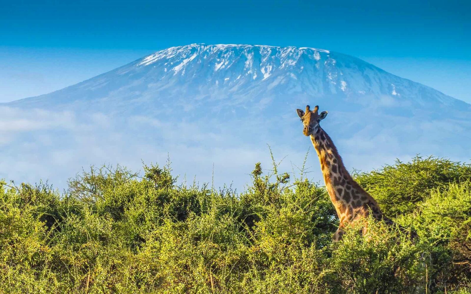 Tanzania National Parks