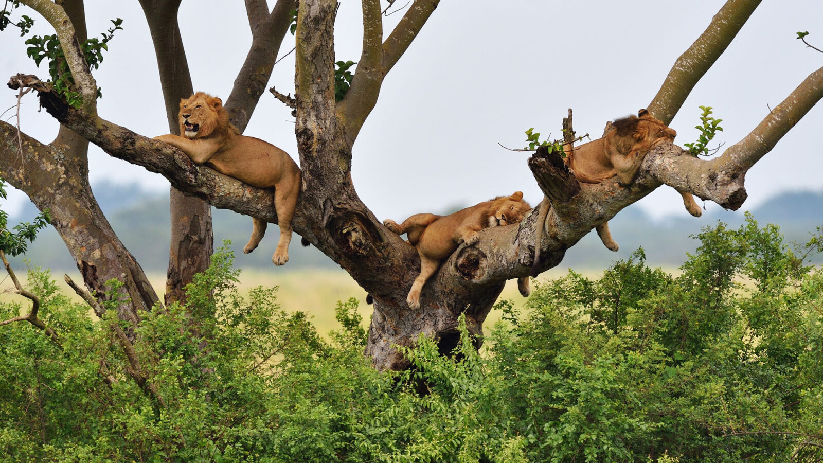 Uganda National Parks