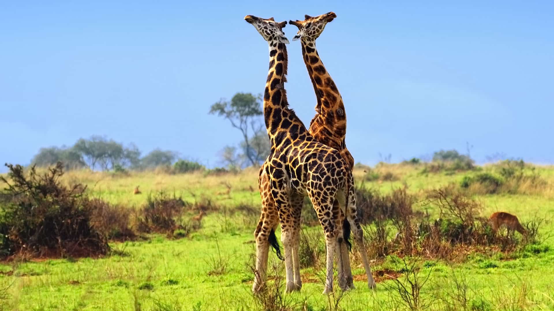 Uganda Safaris