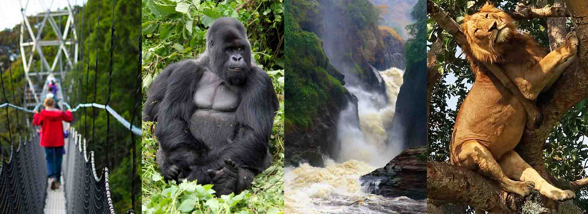 Uganda and Rwanda Tours