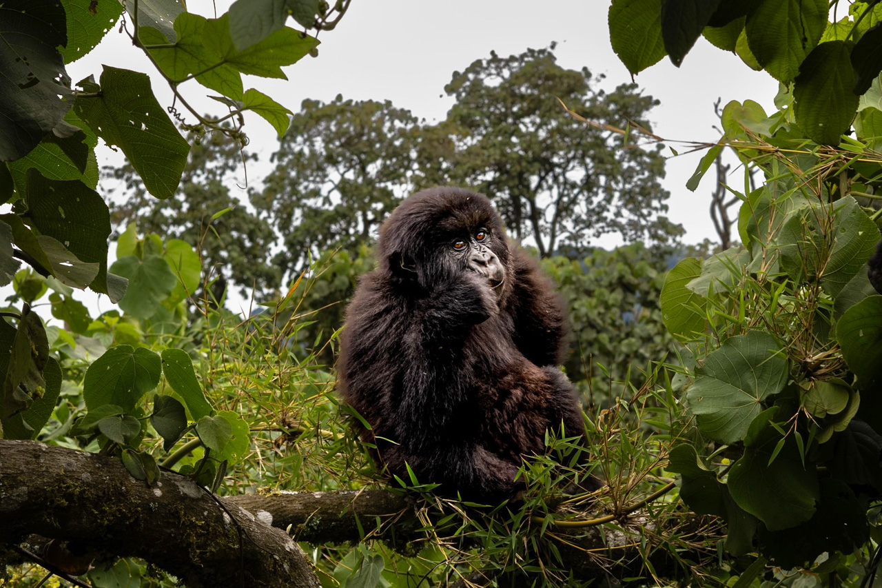 What to Expect During the Trek