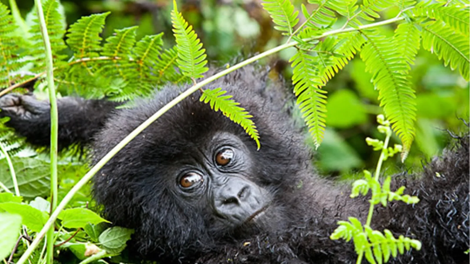 When to Go Gorilla Trekking