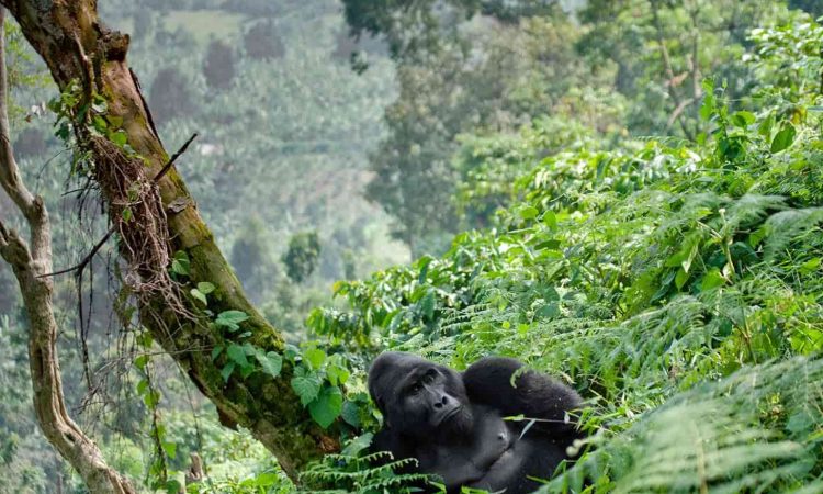 When to Go Gorilla Trekking
