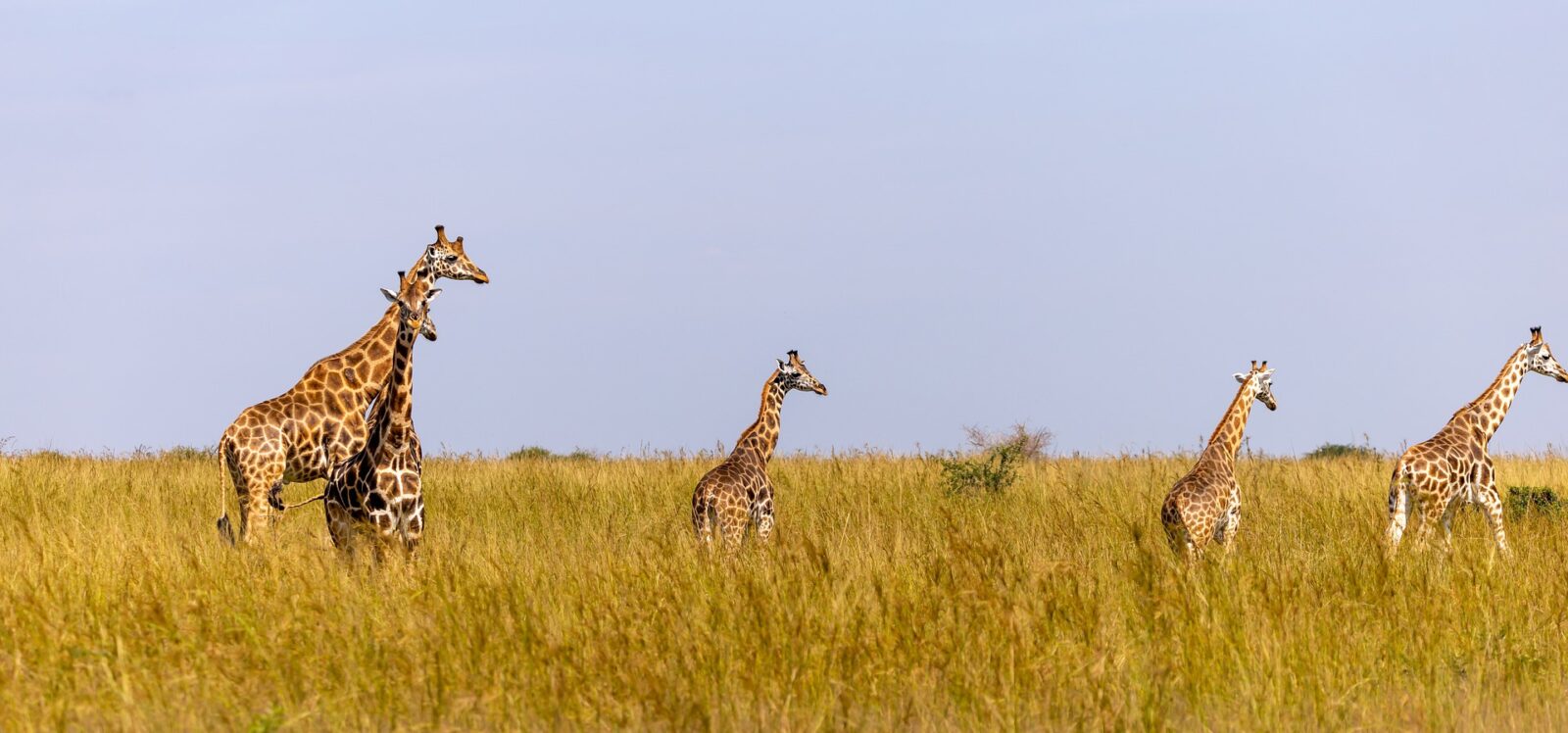 Wildlife Tours