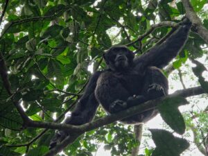 Top Safari destination in Uganda 