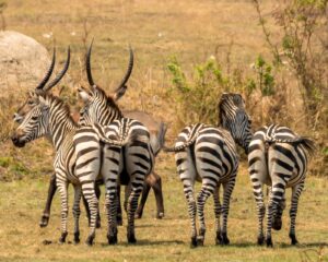 Top 10 Safari destinations in Uganda