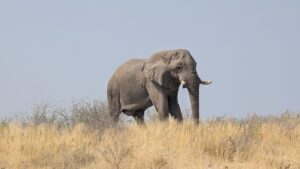 Top 10 safari destinations in Uganda