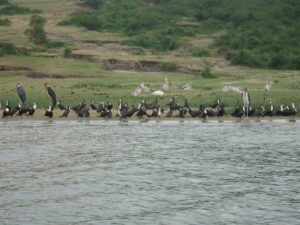 Bird watching at Queen Elizabeth National Park