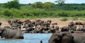 Queen Elizabeth National Park